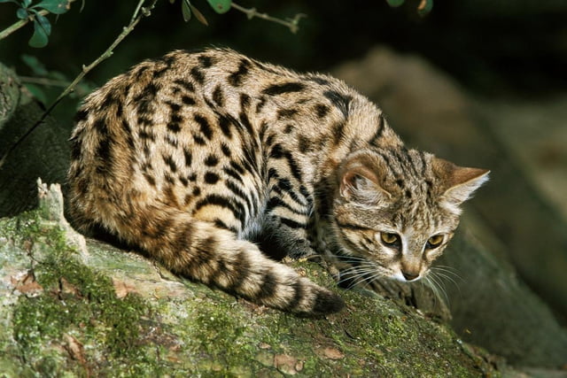 Kleiner Killer – die Schwarzfußkatze ist die tödlichste Katze der Welt